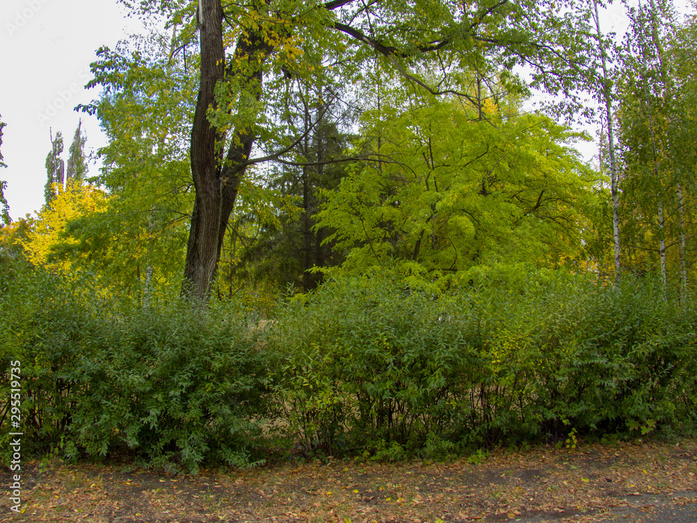 autumn in the forest