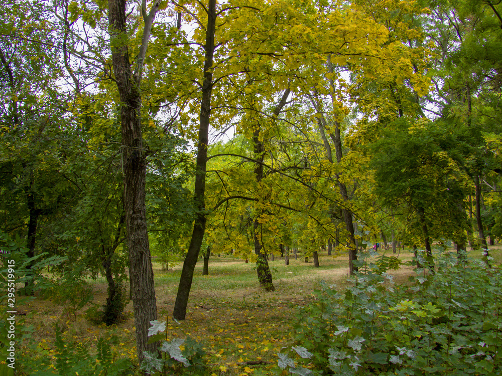 autumn in the park