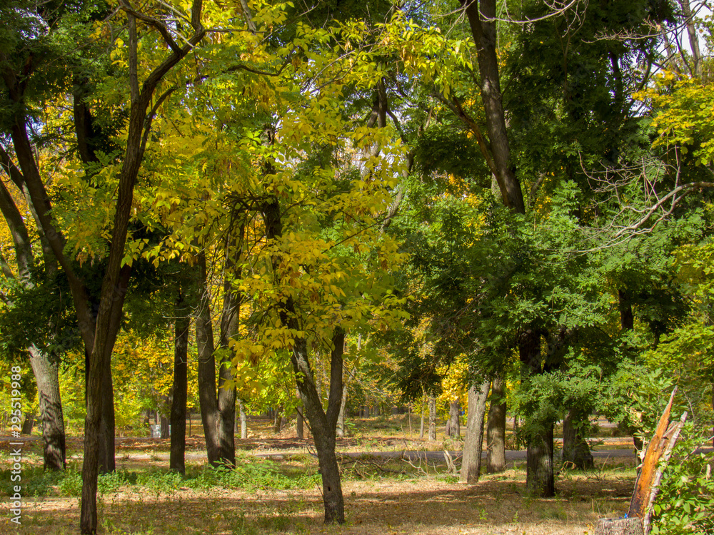 Naklejka premium autumn in the park