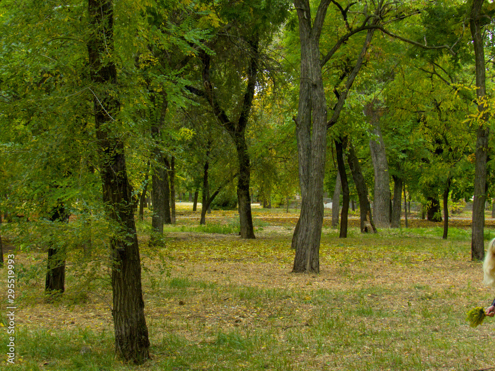 trees in the park