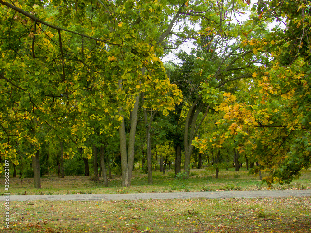 autumn in the park autumn in the park