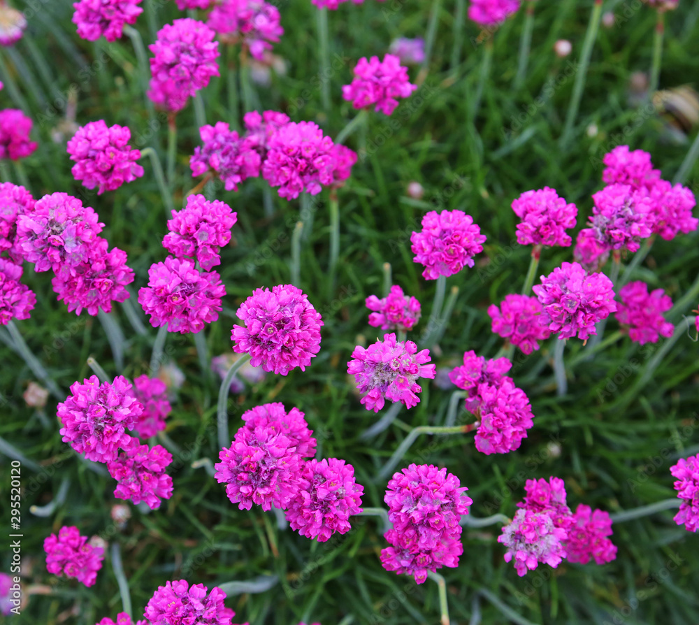 purple flowers. purple flowers.
