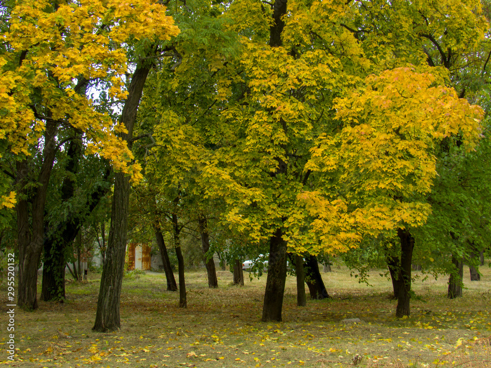Fototapeta premium autumn in the park