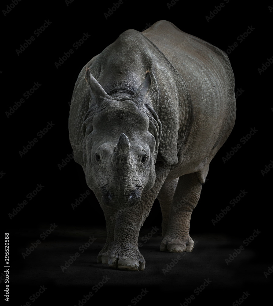 Obraz premium rhino.