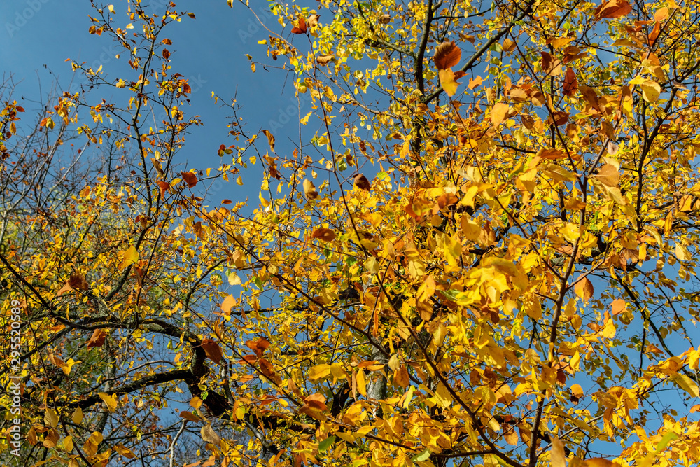 Yellow autumn leaves against the blue sky Yellow autumn leaves against the blue sky