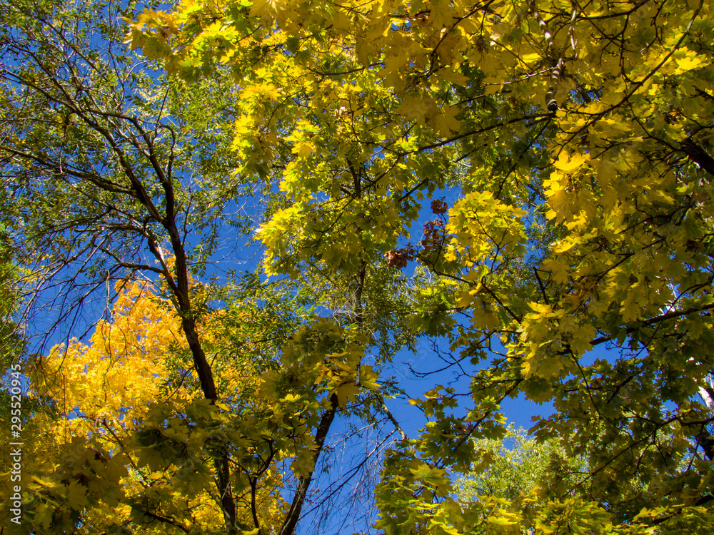 yellow tree in autumn yellow tree in autumn