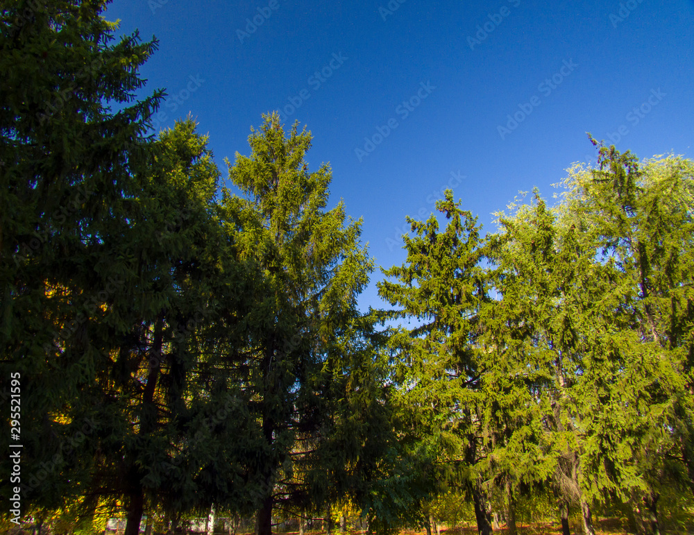 Obraz premium trees and blue sky