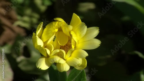 Ein kleines Insekt mit langem Stachel krabbelt in der gelben Ringelblume photo