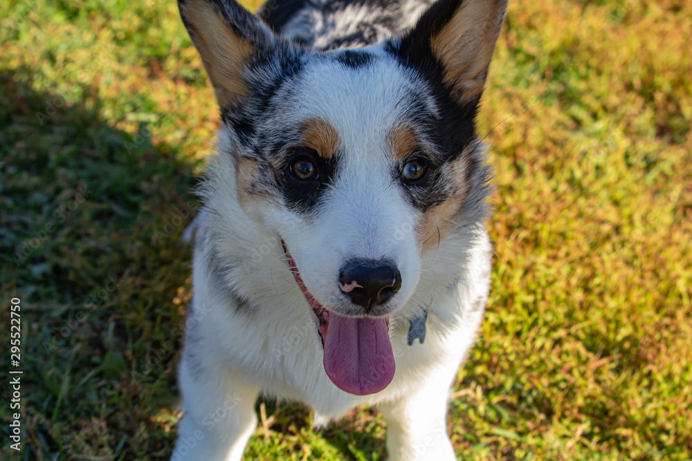 Portrait of a Panting Corgi