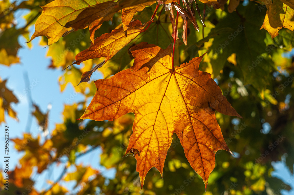 Colorful autumn maple leaves on a tree branch. Soft close-up photo Colorful autumn maple leaves on a tree branch. Soft close-up photo