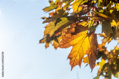 Colorful autumn maple leaves on a tree branch. Soft close-up photo