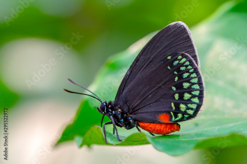 Closeup beautiful butterfly in a summer garden