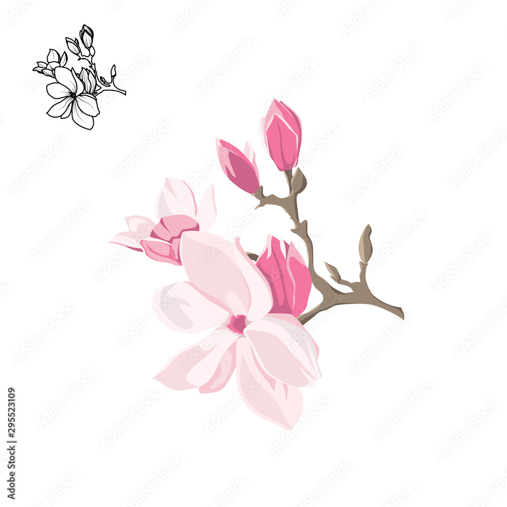 Magnolia-tree flower isolated on white background. Contour silhouette of a flowering branch. Magnolia-tree flower isolated on white background. Contour silhouette of a flowering branch.