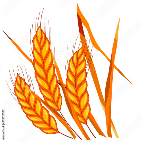 picture of wheat, stems with grains
