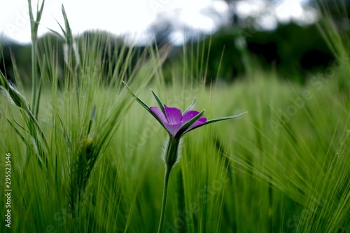 purple flower in the field of green wheat photo