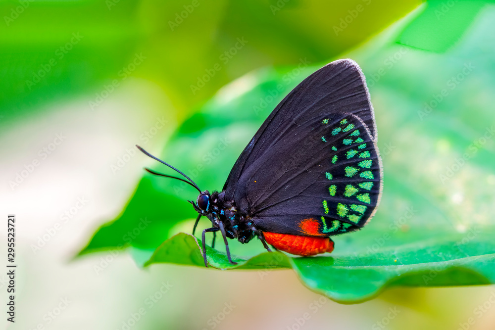 Naklejka premium Closeup beautiful butterfly in a summer garden