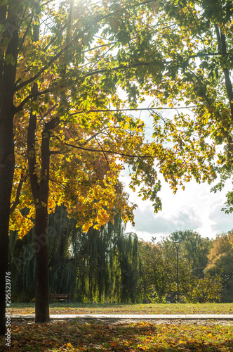 Fototapeta Naklejka Na Ścianę i Meble -  Bila Tserkva, Ukraine - 11 october 2019. Colorfull fall tree in small park near river Ros