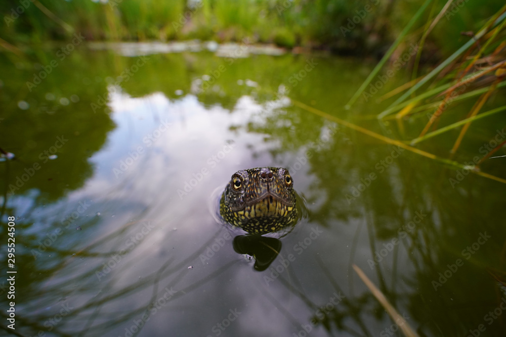 Europäische Sumpfschildkröte im Wasser, Emys orbicularis, als