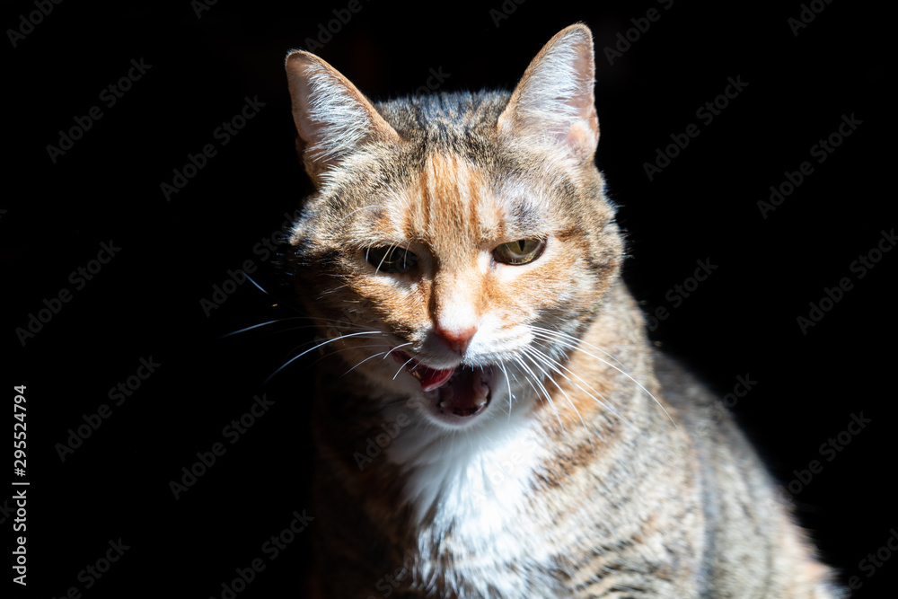 Photograph of a cat on a black background