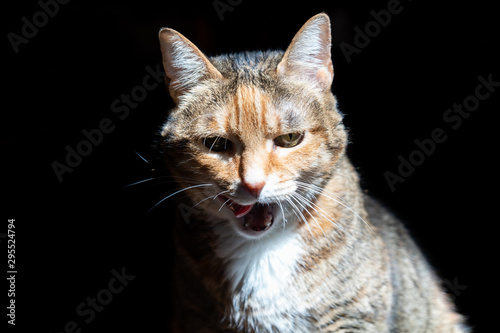 Photograph of a cat on a black background