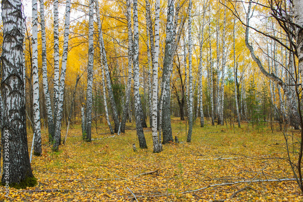 Fototapeta premium Autumn in a birch grove