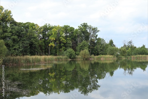 Fotografie body of water along the banks of which reeds and tall trees grow