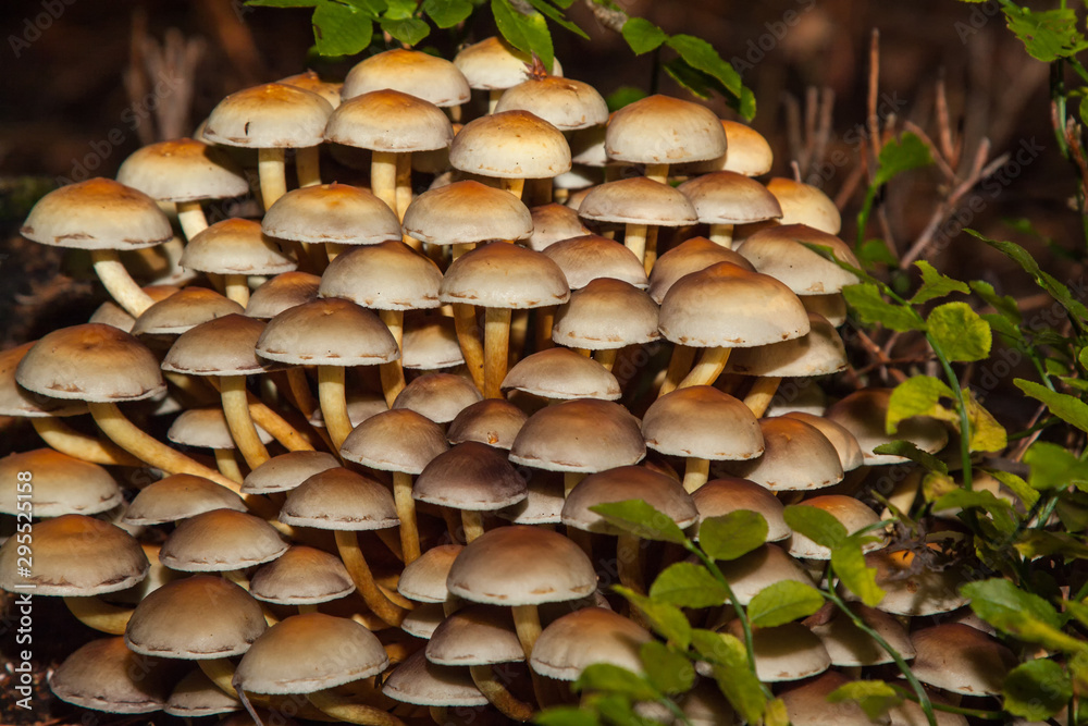 colony of mushrooms, fruiting bodies on a stump in the forest colony of mushrooms, fruiting bodies on a stump in the forest