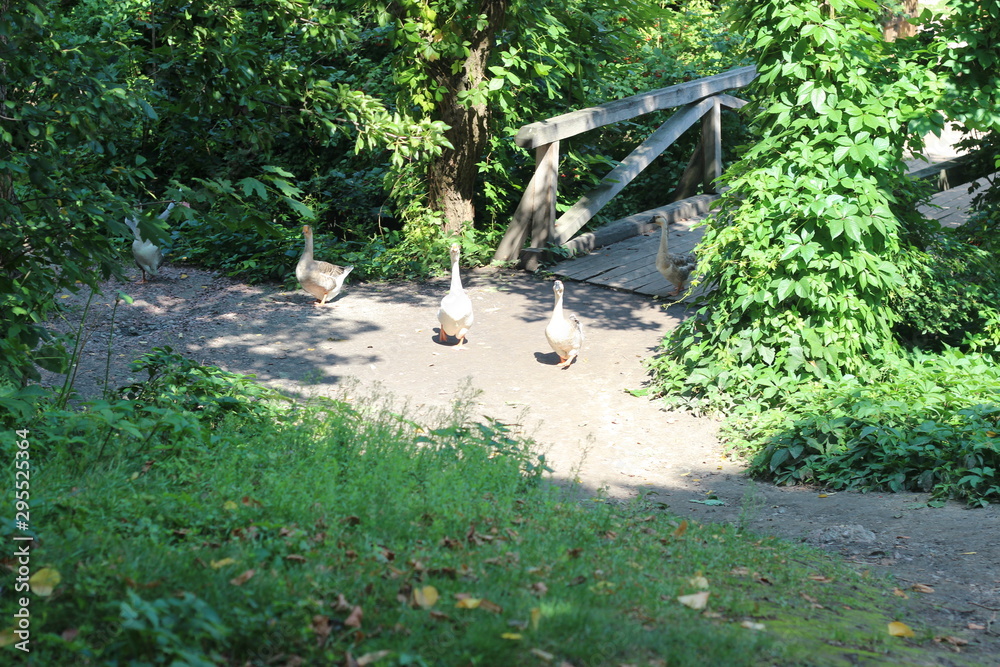 beautiful white goose. walk along the road to the forest. beautiful white goose. walk along the road to the forest.
