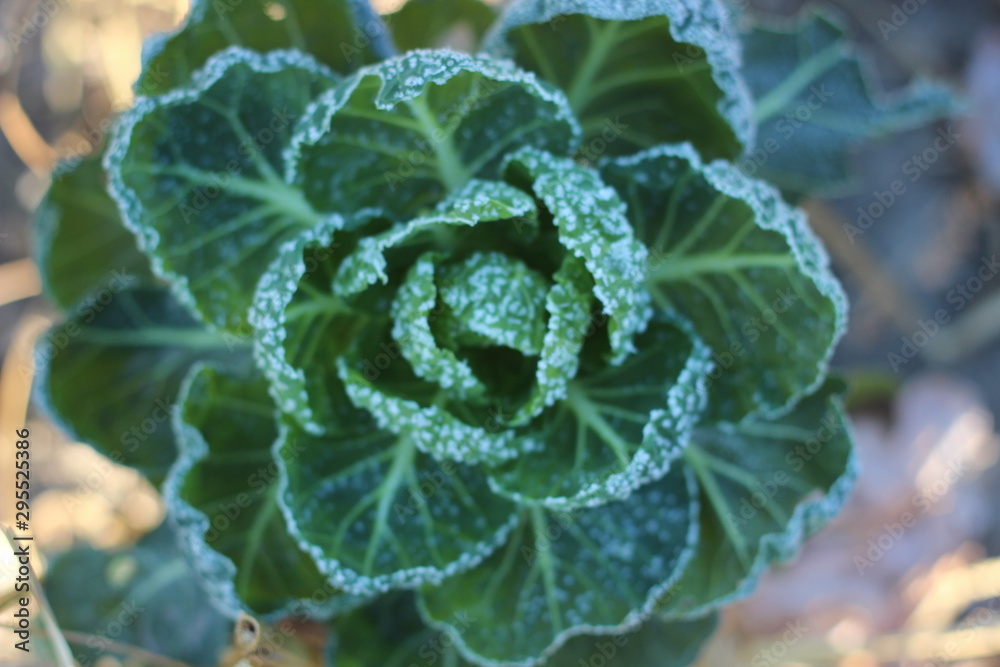 cabbage on a frosty morning in the village cabbage on a frosty morning in the village