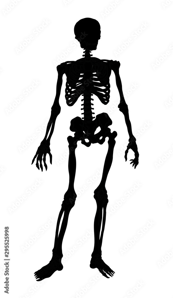 Human skeleton. Vector schematic drawing Human skeleton. Vector schematic drawing