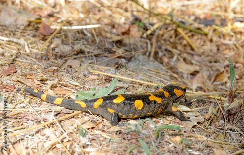 Poisonous salamandra ,Linnaeus,werneri ,Sochurek,Gayda photo