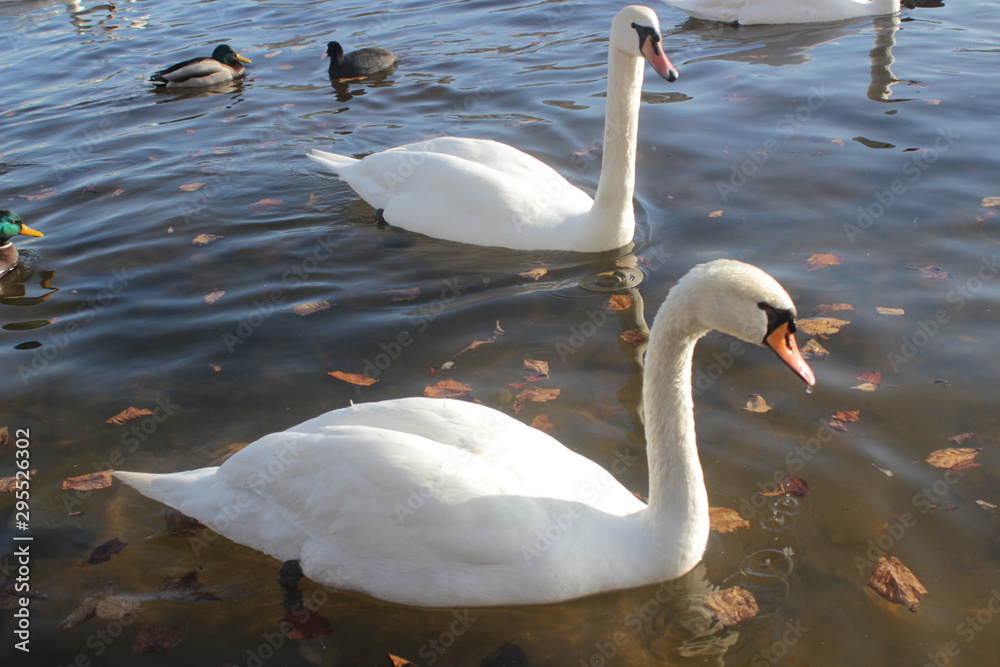 Fototapeta premium cute swans are floating on the river