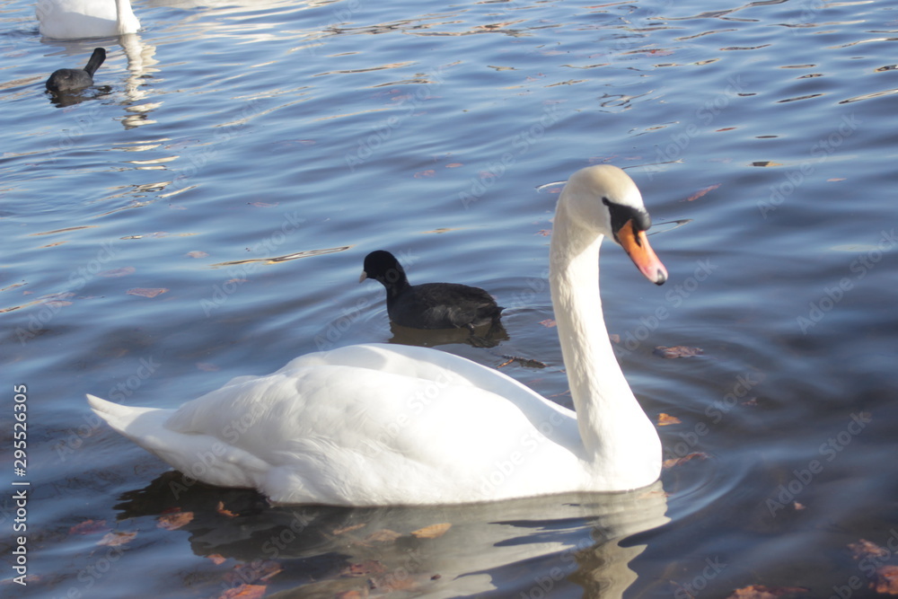 Naklejka premium cute swans are floating on the river