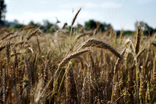 ears of wheat ready for harvest photo