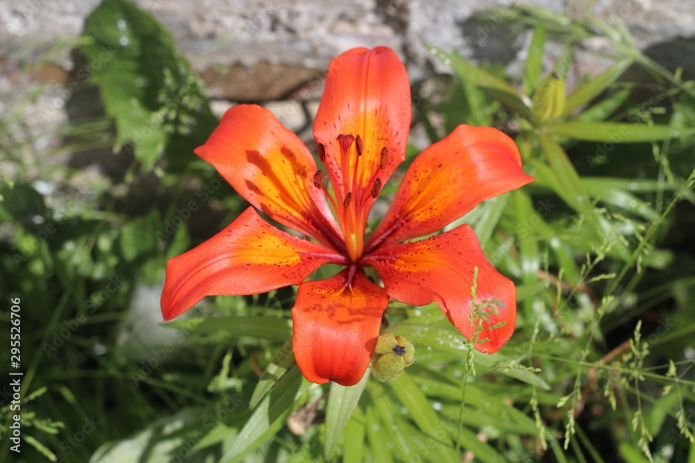 beautiful red flower, flower petals beautiful red flower, flower petals