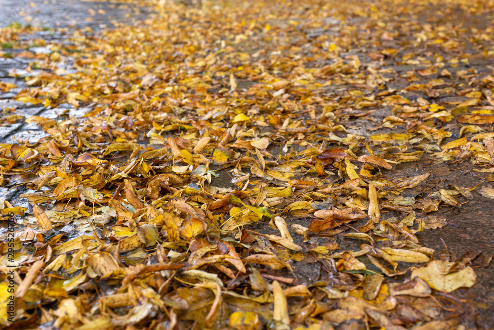 Automne. Feuilles mortes tombées sur le troittoir. Glissant. Risque de glisse Automne. Feuilles mortes tombées sur le troittoir. Glissant. Risque de glisse