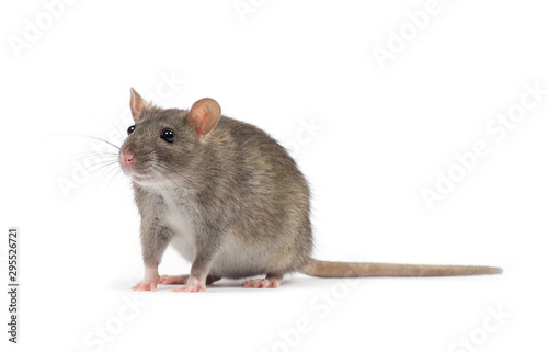 Photography rat isolated on white background