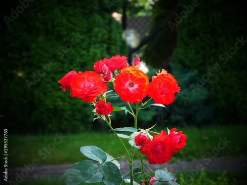 rose © Marek