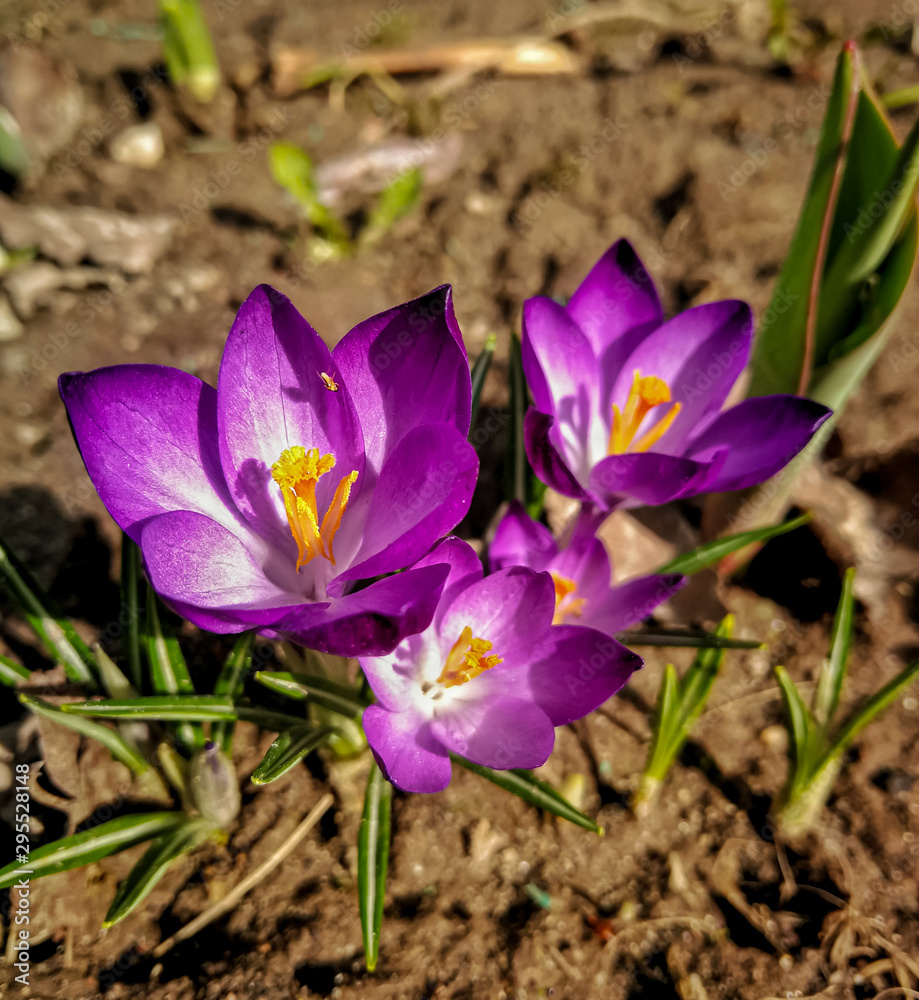 Flowers purple Crocus blossomed. The sun shines. It's spring. Close up. Macro. Flowers purple Crocus blossomed. The sun shines. It's spring. Close up. Macro.