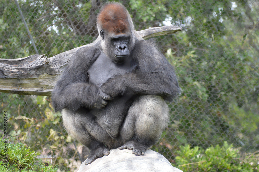 Western lowland gorilla in the outdoors Western lowland gorilla in the outdoors