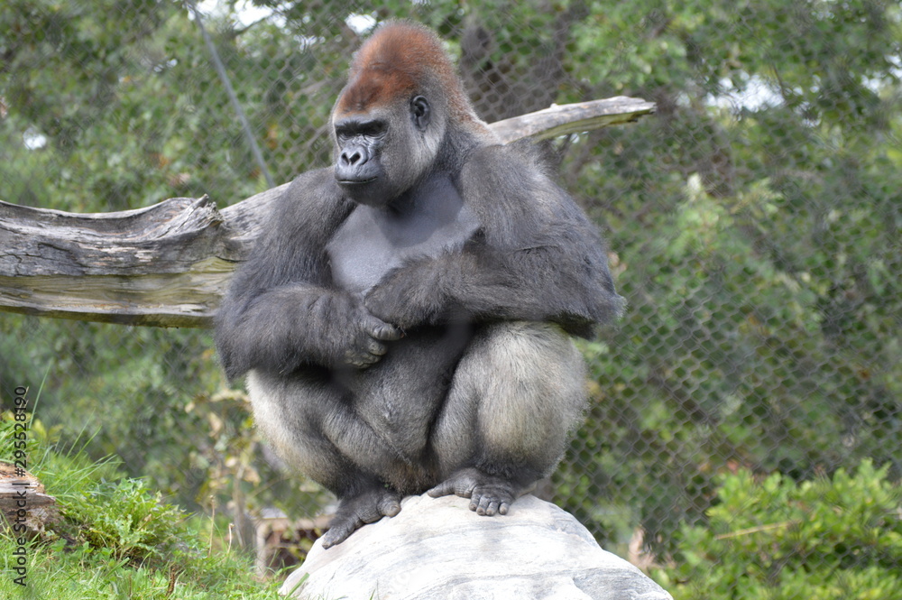 Western lowland gorilla in the outdoors