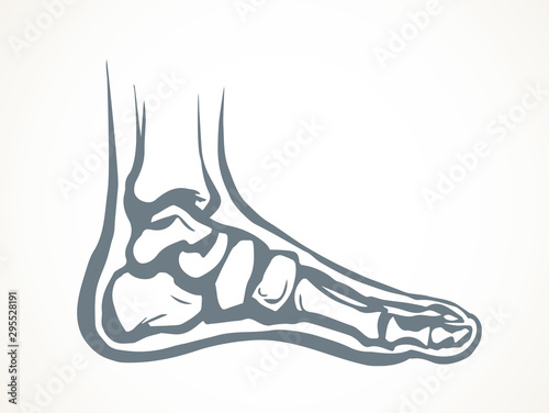 Bones of the foot. Vector drawing