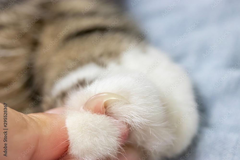Closeup of Cat’s claws, very sharp nails. Closeup of Cat’s claws, very sharp nails.