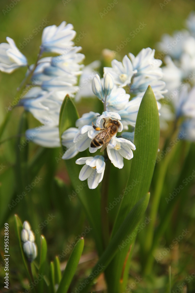 Nahaufnahme von Biene an Blume Nahaufnahme von Biene an Blume