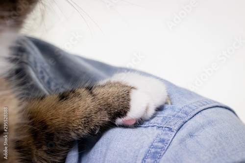 The cat lays a hand on the owner s shirt.