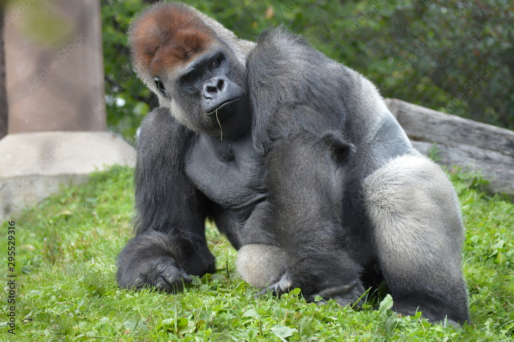 Obraz premium Western lowland gorilla in the outdoors