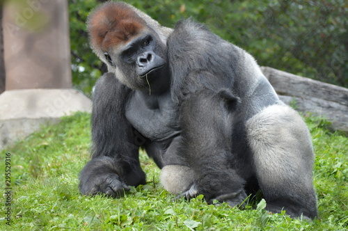 Western lowland gorilla in the outdoors