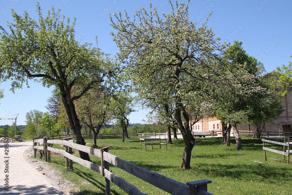 Bäume im Sommer