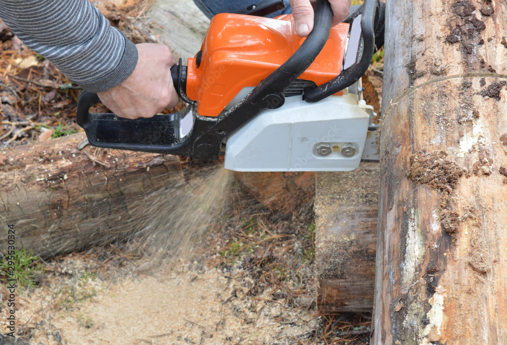 carpenter saws on the ground felled in the forest tree chainsaw carpenter saws on the ground felled in the forest tree chainsaw