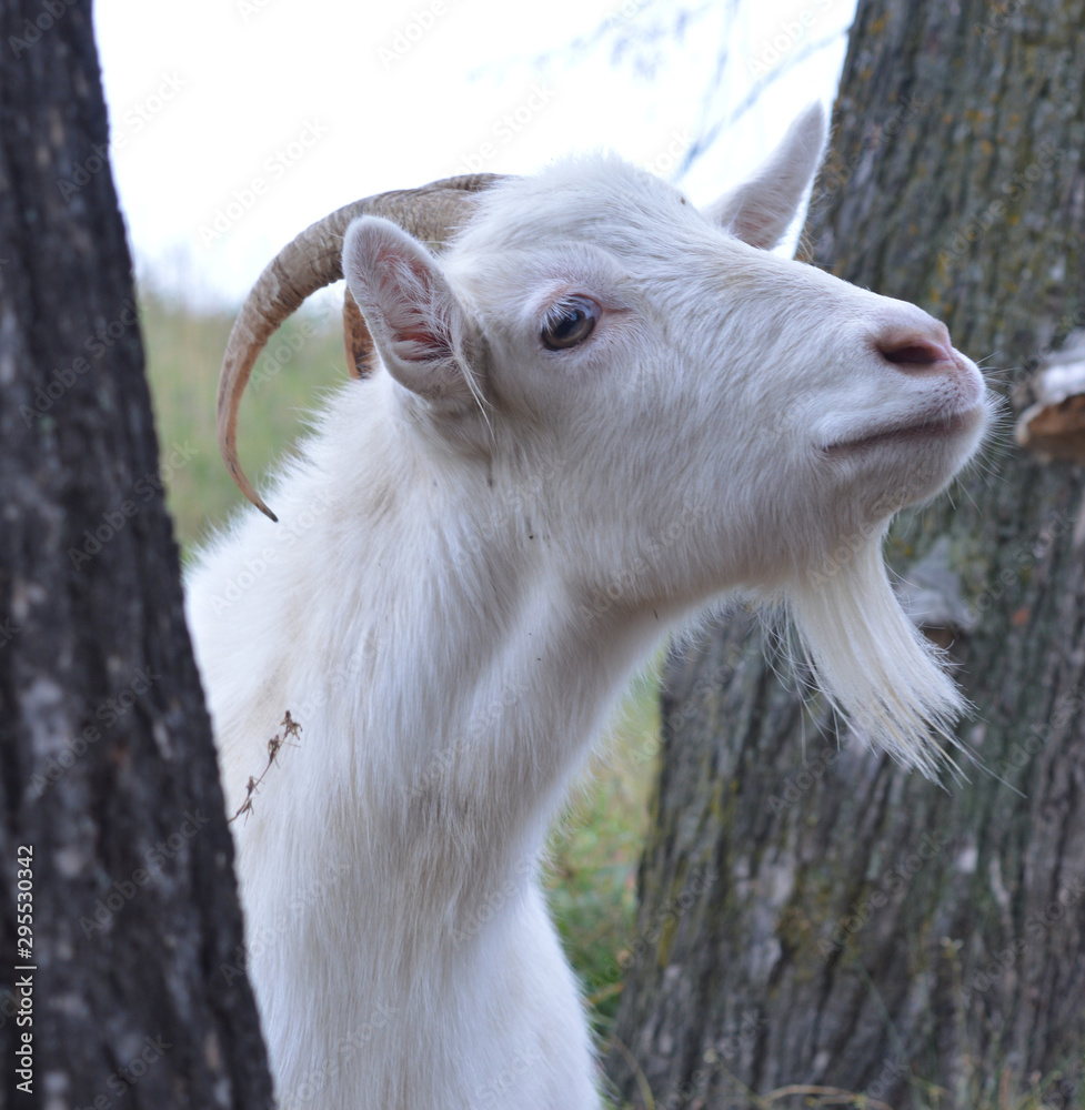 pet goat grazing in the meadow eating grass to give milk
